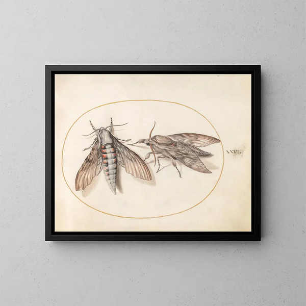Platine 26 Twee sphinxen - Joris Hoefnagel — ingelijst kunstwerk aan de muur