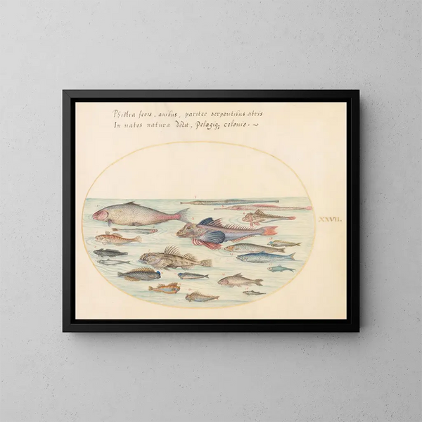 Planche 27: Blennies, schorpioenvissen en andere vissen - Joris Hoefnagel — ingelijst kunstwerk aan de muur
