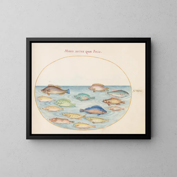 Platine 28: Dorade en andere vissen - Joris Hoefnagel — ingelijst kunstwerk aan de muur