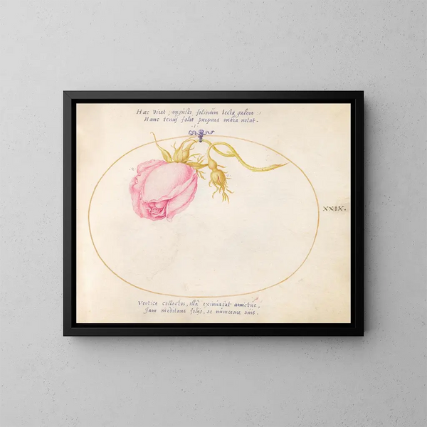 Platine 29 Roos roze en rozenknop - Joris Hoefnagel — ingelijst kunstwerk aan de muur