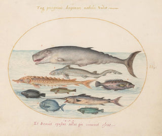Joris Hoefnagel - Plate 2 Sperm Whale Sturgeon Shark and Other Fish.webp