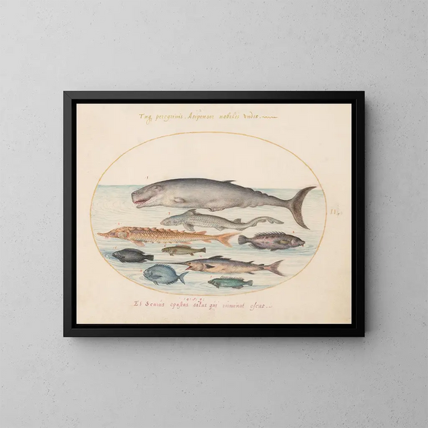 Planche 2: Cachalot, steur, haai en andere vissen - Joris Hoefnagel — ingelijst kunstwerk aan de muur