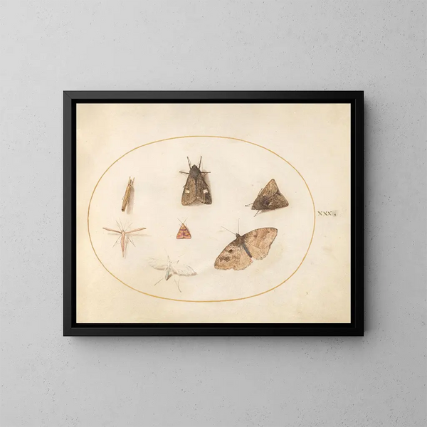 Platine 30 Sept nachtvlinders - Joris Hoefnagel — ingelijst kunstwerk aan de muur