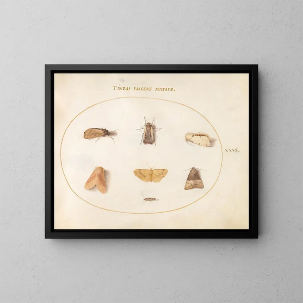 Platine 31 Sept nachtvlinders - Joris Hoefnagel — ingelijst kunstwerk aan de muur