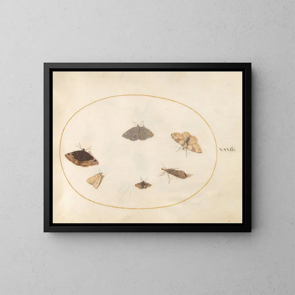 Platine 32 Six Papillons de Nuit - Joris Hoefnagel — ingelijst kunstwerk aan de muur