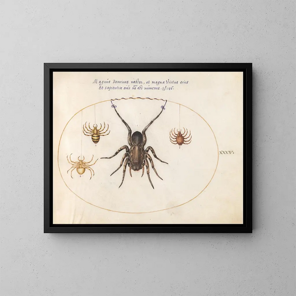 Platine 35 Een spin en drie andere spinnen - Joris Hoefnagel — ingelijst kunstwerk aan de muur