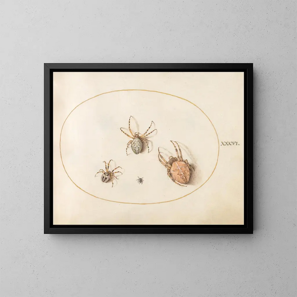 Planche 36 Drie grote spinnen en een kleine spin - Joris Hoefnagel — ingelijst kunstwerk aan de muur