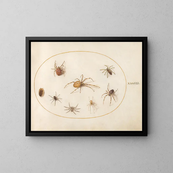 Platina 37 Sept spinnen en een insect - Joris Hoefnagel — ingelijst kunstwerk aan de muur