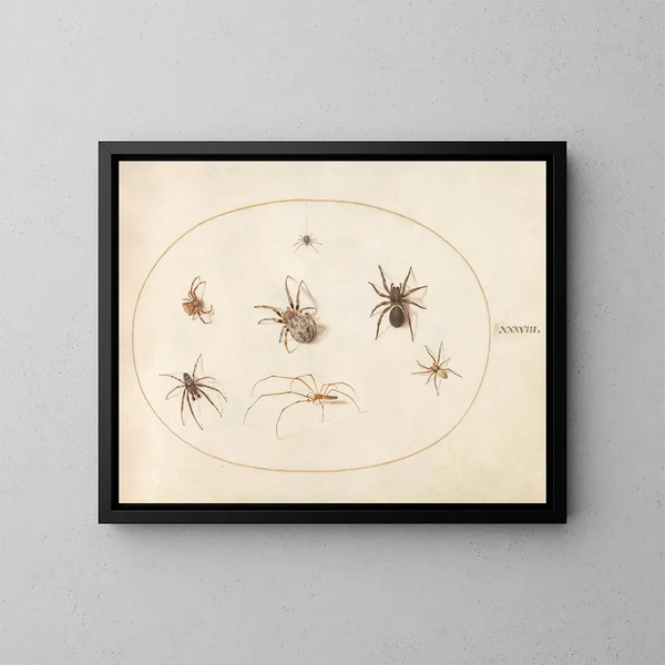 Platine 38 Sept spinnen - Joris Hoefnagel — ingelijst kunstwerk aan de muur