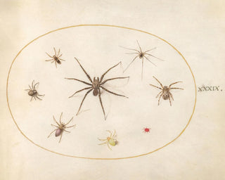 Joris Hoefnagel - Plate 39 Eight Spiders.webp