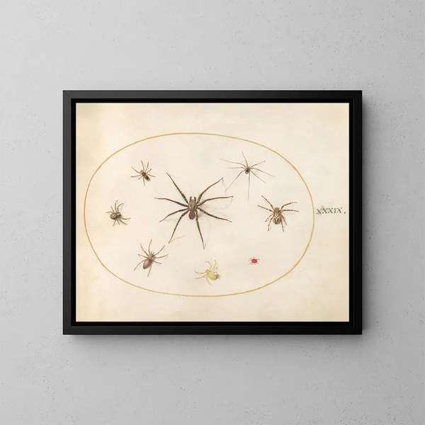 Platine 39 Huit araignées - Joris Hoefnagel — ingelijst kunstwerk aan de muur