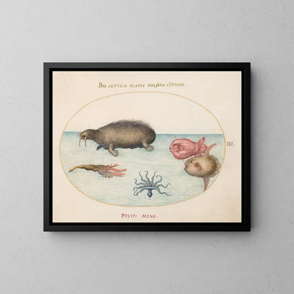 Planche 3: Een morse, een octopus met negen poten en een maanvis - Joris Hoefnagel — ingelijst kunstwerk aan de muur