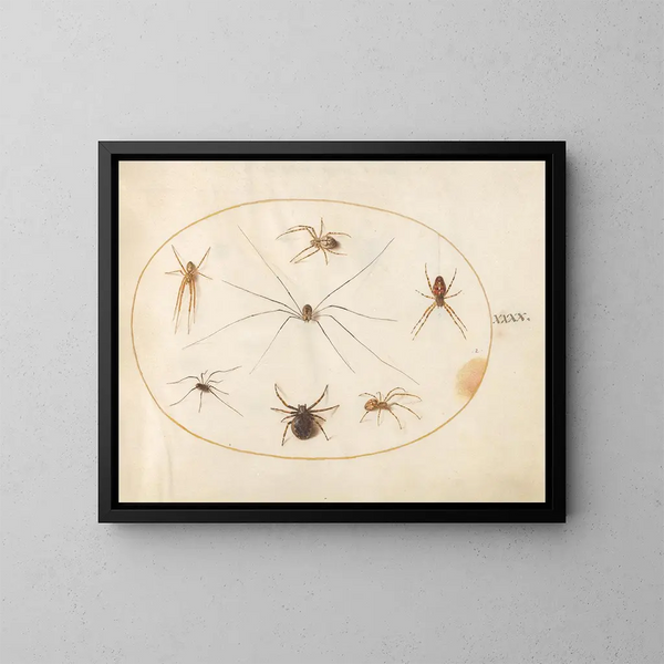 Platine 40 Huit spinnen, inclusief een spin die over een eierzak kruist - Joris Hoefnagel — ingelijst kunstwerk aan de muur