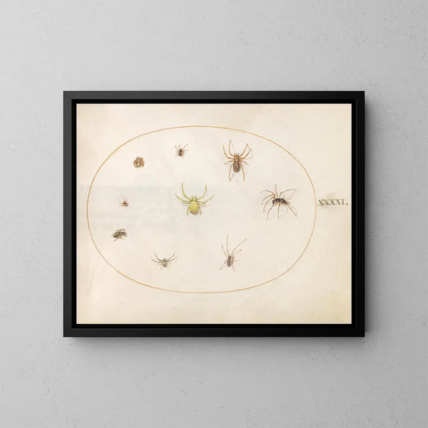 Plaque 41 Gele spinnenweb omringd door acht spinnen - Joris Hoefnagel — ingelijst kunstwerk aan de muur