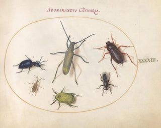 Joris Hoefnagel - Plate 43 Musk Beetle Oil Beetle Tansy Beetle Cockroach LeafFooted Bug and Other Insects.webp