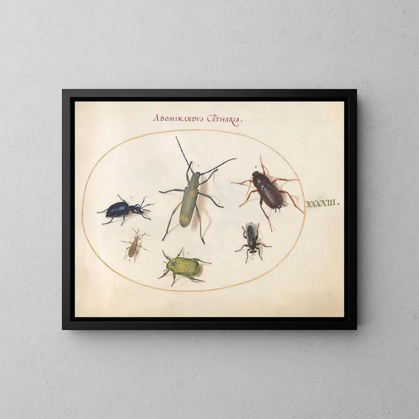 Planche 43: Muskuskever, oliekever, tansykever, kakkerlak, bladpootsprinkhaan en andere insecten - Joris Hoefnagel — ingelijst kunstwerk aan de muur