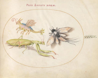 Joris Hoefnagel - Plate 44 Mantis Mayfly and a Fictional Locust.webp