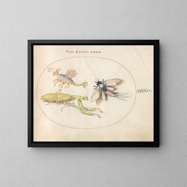 Platine 44 Mante, Éphémère et un Locuste Fictionnel - Joris Hoefnagel — ingelijst kunstwerk aan de muur