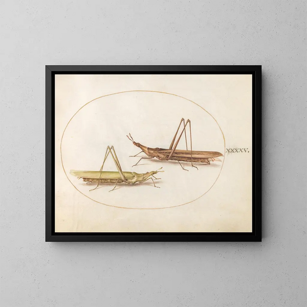 Platine 45 Twee sprinkhanen met lange koppen - Joris Hoefnagel — ingelijst kunstwerk aan de muur