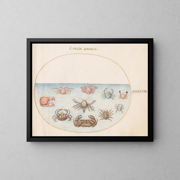 Planche 48: Tien krabben - Joris Hoefnagel — ingelijst kunstwerk aan de muur