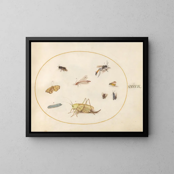 Plant 49 Een sprinkhaan, een rups, een vlinder, een mot en andere insecten - Joris Hoefnagel — ingelijst kunstwerk aan de muur