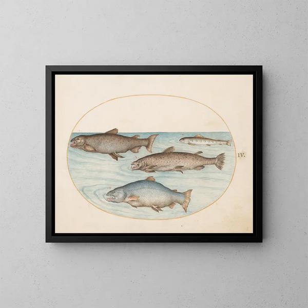 Plaque 4 Quatre saumons - Joris Hoefnagel — ingelijst kunstwerk aan de muur