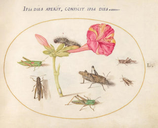 Joris Hoefnagel - Plate 50 Grasshoppers a Caterpillar and a Scale Insect with a Four OClock Flower.webp