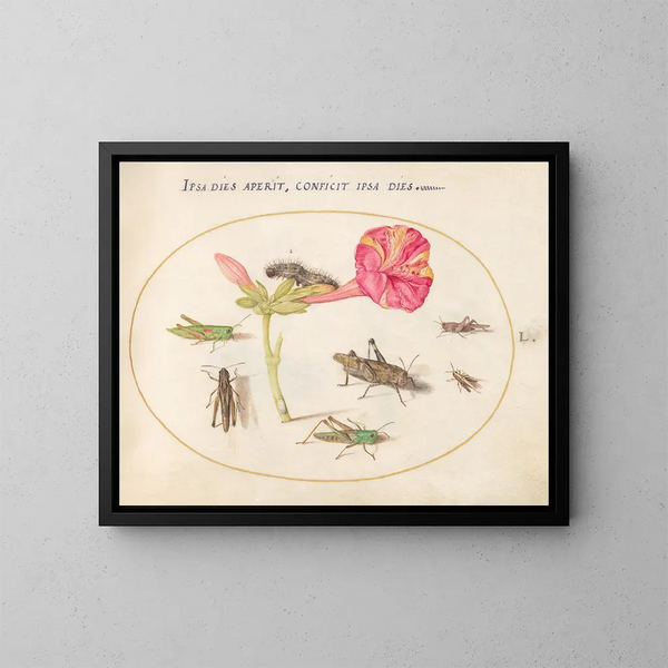 Plant 50 Sprinkhanen, een Rups en een Insect met een Eikelblad met een Vier-Uur Bloem - Joris Hoefnagel — ingelijst kunstwerk aan de muur