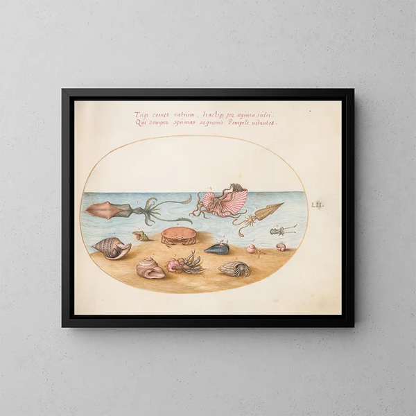 Platine 52 Een Argonaut, hermietkreeften, schelpen en een krab - Joris Hoefnagel — ingelijst kunstwerk aan de muur