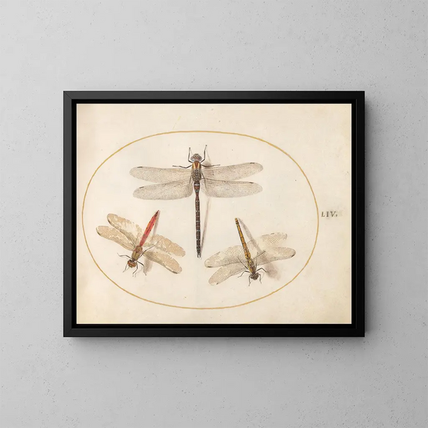 Platine 54 Libellule velue en twee agrions - Joris Hoefnagel — ingelijst kunstwerk aan de muur