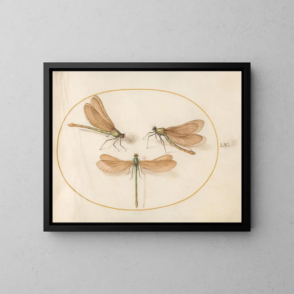 Plaque 55 Drie groene meisjes met bruine vleugels - Joris Hoefnagel — ingelijst kunstwerk aan de muur
