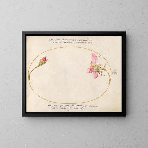 Plant 56 Een knoopsgat en een roos in verval - Joris Hoefnagel — ingelijst kunstwerk aan de muur