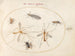 Platine 58 Een bij en vijf andere insecten - Joris Hoefnagel — weergave van het kunstwerk