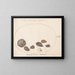 Platina 58 Schelpen, inclusief de abalone - Joris Hoefnagel — ingelijst kunstwerk aan de muur