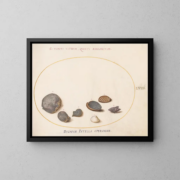 Platina 58 Schelpen, inclusief de abalone - Joris Hoefnagel — ingelijst kunstwerk aan de muur