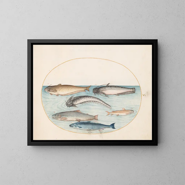 Planche 5 Drie meervallen, een zalm en twee andere vissen - Joris Hoefnagel — ingelijst kunstwerk aan de muur
