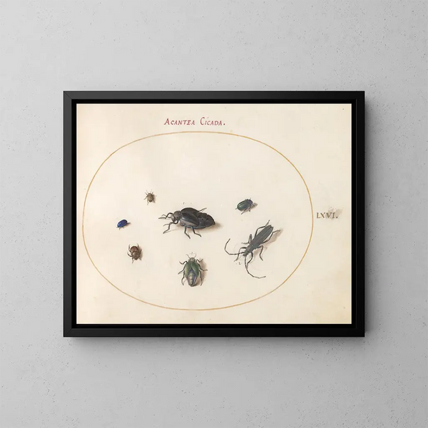 Platine 66 Twee olieachtige kevers, een langhoorn en vier andere insecten - Joris Hoefnagel — ingelijst kunstwerk aan de muur