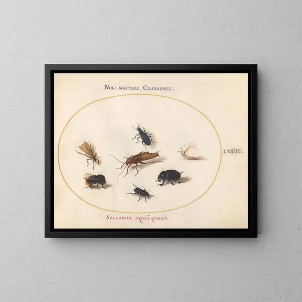 Platine 67 Sept insecten waaronder een witte vlinder en een bij - Joris Hoefnagel — ingelijst kunstwerk aan de muur