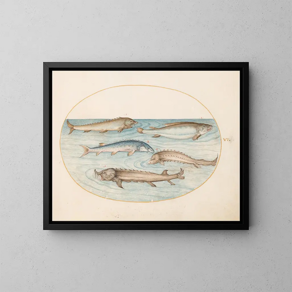 Planche 6 Vijf meervallen en een steur - Joris Hoefnagel — ingelijst kunstwerk aan de muur
