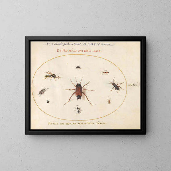 Planche 70: Een brasem omringd door insecten - Joris Hoefnagel — ingelijst kunstwerk aan de muur