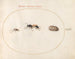 Platine 71 Twee wespen en een cavia - Joris Hoefnagel — weergave van het kunstwerk
