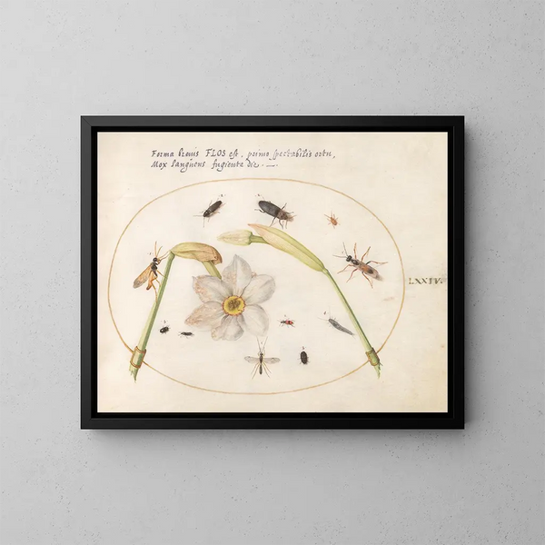 Plant 74 Insecten met witte narcis - Joris Hoefnagel — ingelijst kunstwerk aan de muur