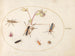 Plant 76 Insecten met een roze en roomkleurige anemoon - Joris Hoefnagel — weergave van het kunstwerk