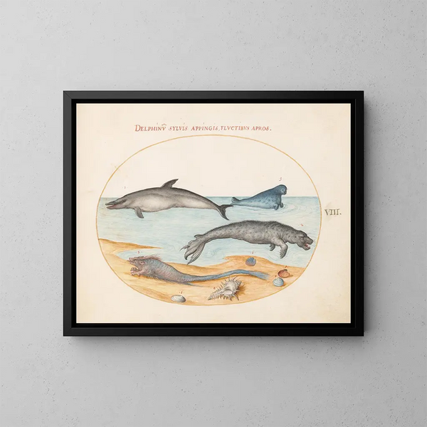 Platine 8: Een dolfijn, twee zeehonden, een bréchet en schelpen - Joris Hoefnagel — ingelijst kunstwerk aan de muur