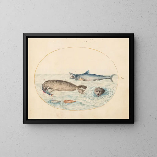 Platine 9 Een grote witte haai, twee zeehonden en twee vissen - Joris Hoefnagel — ingelijst kunstwerk aan de muur
