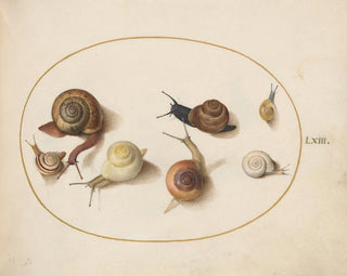 Joris Hoefnagel - Seven Snails.webp