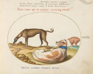 Joris Hoefnagel - Three Dogs Including a Mimick.webp