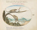 Twee gewone of mediterrane kameleons boven Saint-Sébastien, Spanje - Joris Hoefnagel — weergave van het kunstwerk