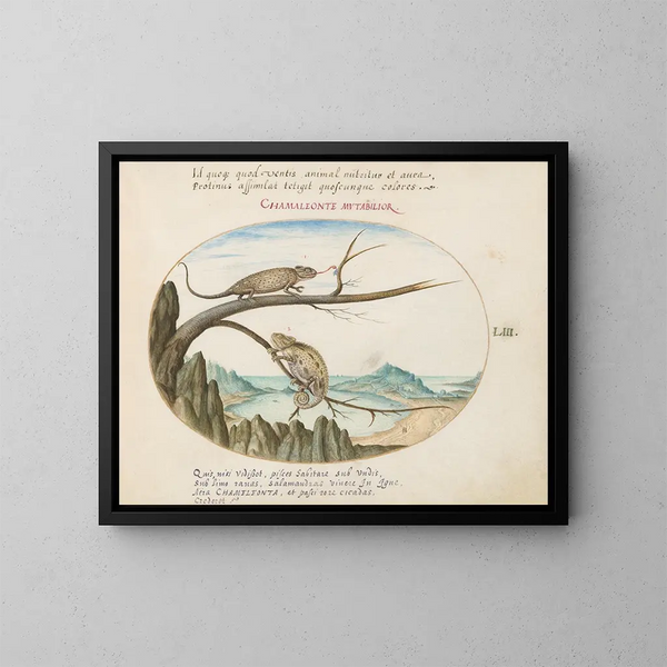 Twee gewone of mediterrane kameleons boven Saint-Sébastien, Spanje - Joris Hoefnagel — ingelijst kunstwerk aan de muur