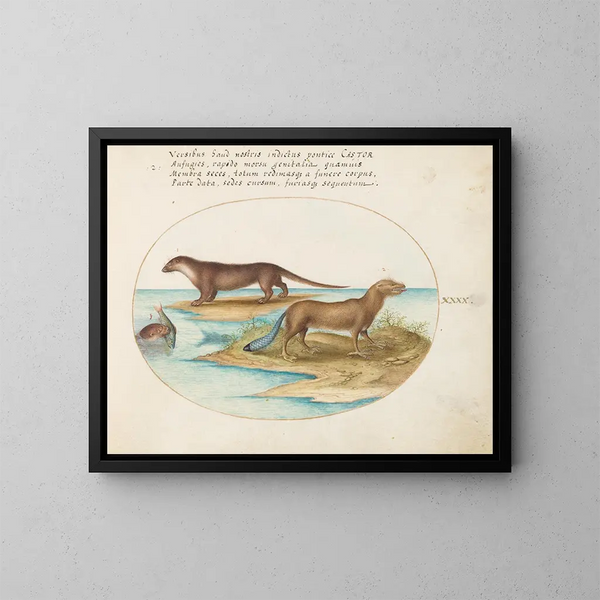 Twee otters en een bever - Joris Hoefnagel — ingelijst kunstwerk aan de muur